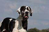 DOGUE ALLEMAND 293